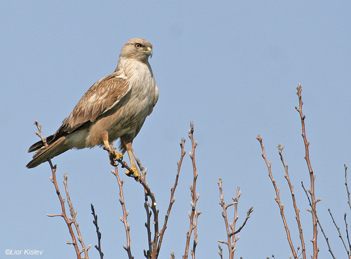   Long Legged  Buzzard  Buteo rufinus                                           2008.: 